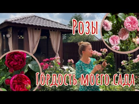 Видео: Шикарные розы с минимальным уходом. Схема моего ухода за розами в июле