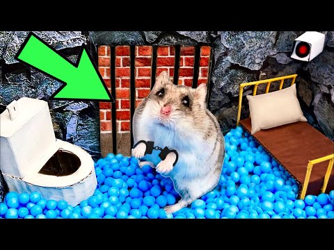 Видео: 🐹Хомяк Сбегает из Лабиринта Тюрьмы😱[ПОЛОСА ПРЕПЯТСТВИЙ]😱+ЗОМБИ