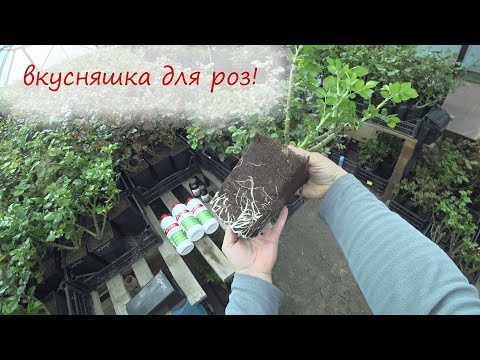 Видео: Лучшее удобрение для роз на сегодняшний день!