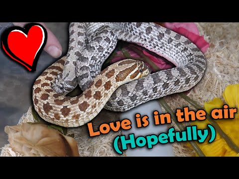 Видео: Спариваем наших змей для разведения!