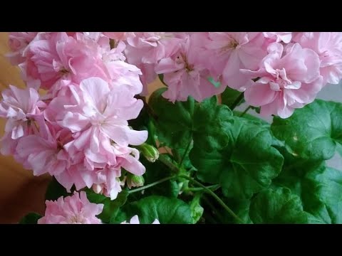 Видео: Сорта пеларгоний для подоконника.