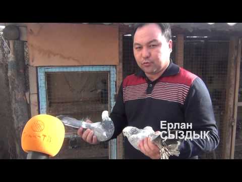 Видео: Көгершіндер