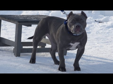 Видео: ДТ-227. Фрагмент индивидуальной консультации с американским булли