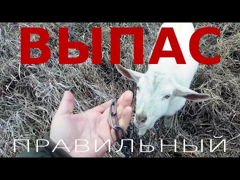 Видео: ВСЁ О ВЫПАСЕ КОЗ на цепях. Как правильно и можно ли пасти козу на цепи. Советы опытного козовода.