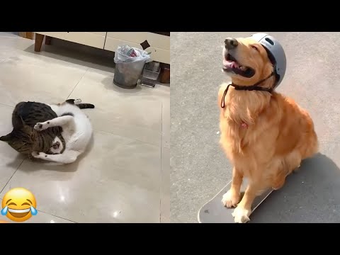 Видео: Лучшие смешные собаки и кошки 2025 года 🐾 | 10-минутная подборка