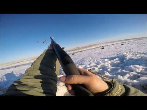Видео: Весенняя охота на гусей  Goose hunting