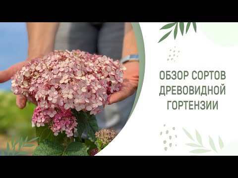 Видео: ДРЕВОВИДНАЯ ГОРТЕНЗИЯ | РОЗОВЫЕ И БЕЛЫЕ СОРТА