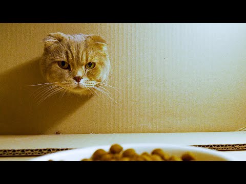 Видео: Интересный способ похудеть у кошек. 🍗