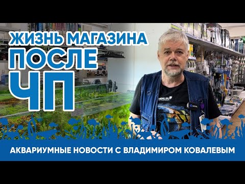 Видео: Аквариумные новости с Владимиром Ковалевым (25.03.2023). Как мы восстановились после ЧП.