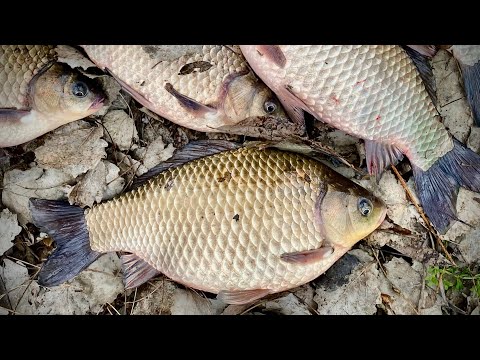 Видео: Став на голову ЛАПТЯМ КАРАСЯМ! Ловлю і ЖАРЮ ПРЯМО В ЧОВНІ!