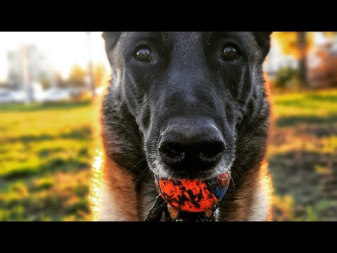 Видео: Апорт. Шаг первый. подробная инструкция!