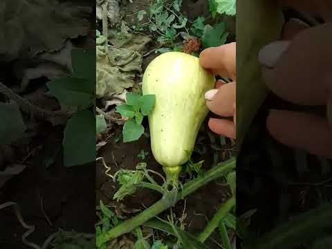 Видео: Разница семян от разных производителей