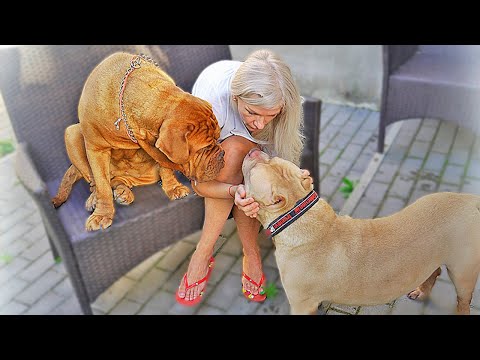 Видео: Новая жизнь в 4 года! Собака в новой семье. Знакомство. Примет ли семья? Примет ли он новых хозяев?