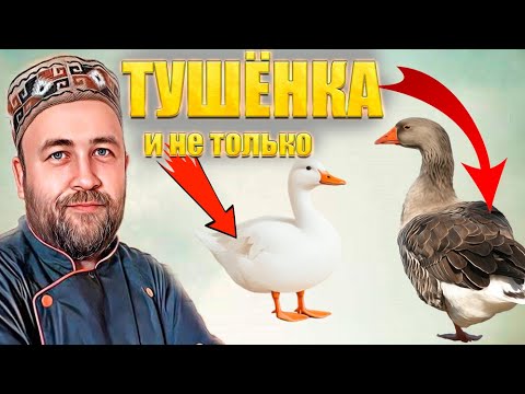 Видео: Тушенка из гуся и утки Как лучше переработать тушки гусей и уток в домашние консервы в автоклаве