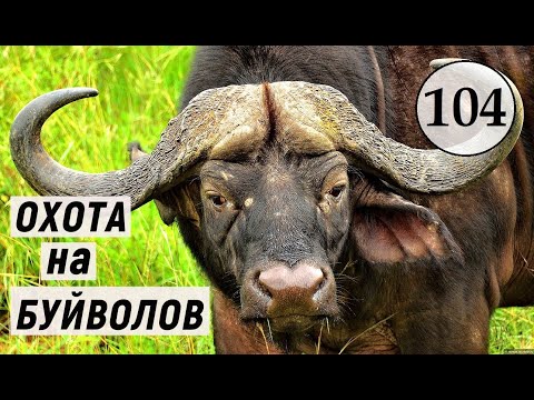 Видео: TheHunter Call of the Wild - ОХОТА в САВАННЕ на БУЙВОЛОВ # 104