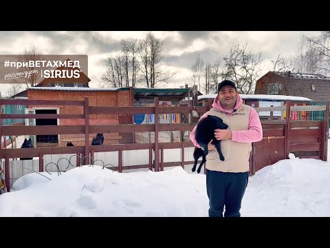 Видео: Секреты породы. Шипперке (Схипперке) // #ПриВЕТАхмед