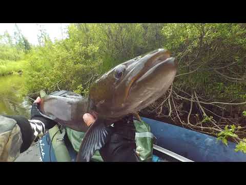 Видео: Таймень берет блесну с первого заброса.