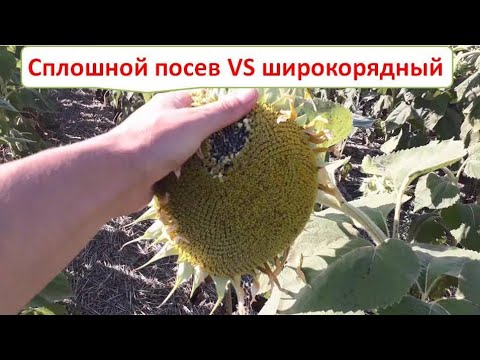 Видео: Подсолнечник No-Till в засуху: сплошной посев VS широкорядный