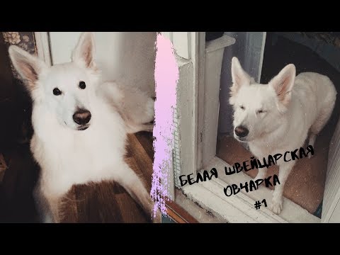 Видео: СОБАКА В ДОМЕ: БЕЛАЯ ШВЕЙЦАРСКАЯ ОВЧАРКА. ХАРАКТЕР, ДРЕССИРОВКА, ОСОБЕННОСТИ ПОРОДЫ