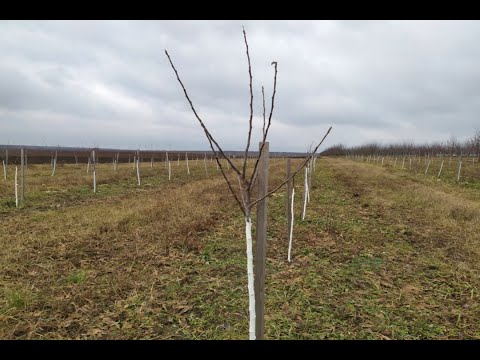 Видео: Обрезка яблони 2 года. Обрезка яблони Веретено. Подвой ММ 106 и 54 118. Обрезка яблони весной.