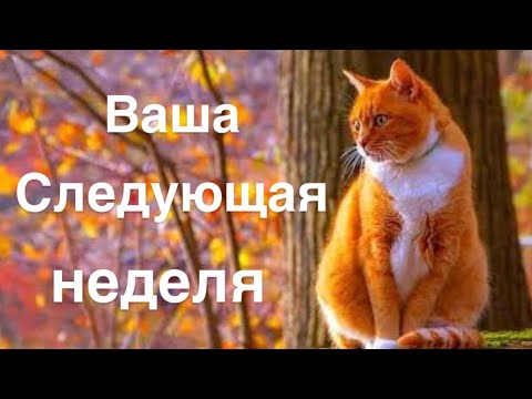 Видео: Ваша следующая неделя 15-21 сентября 🍁☀️🔥🥰