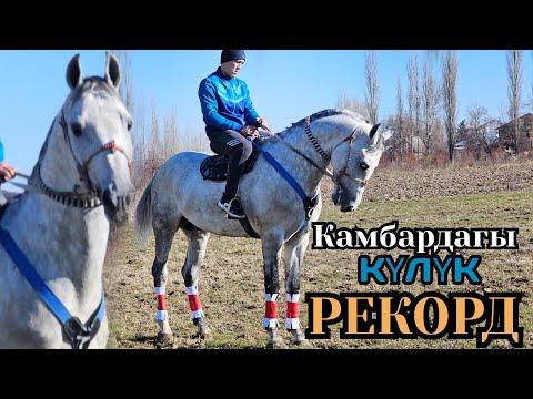 Видео: АраБдын каны бар РЕКОРД КАМБАРДАН