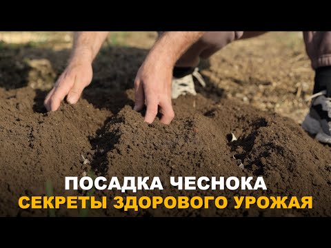 Видео: ПРАВИЛЬНАЯ ПОСАДКА ЧЕСНОКА ДЛЯ ЗДОРОВОГО УРОЖАЯ. Нюансы посадки чеснока.