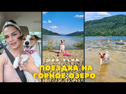 Видео: DOG VLOG | Оказались На Границе Со Словакией | Поехали с Собакой На Горное Озеро в Польские Карпаты