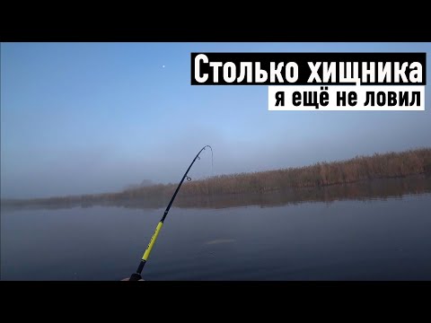 Видео: Щука атакует. Столько щуки я ещё не ловил. Ловлю на спиннинг и кружки.