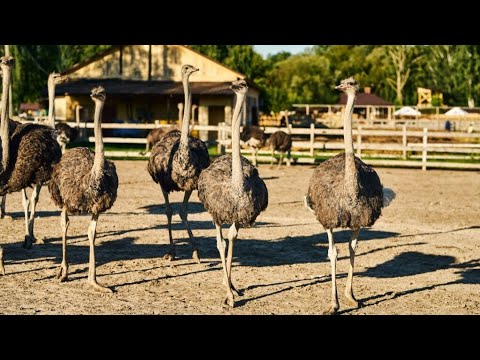 Видео: Страусиная ферма и Манук Бей в Хынештах + монастырь в Суручень