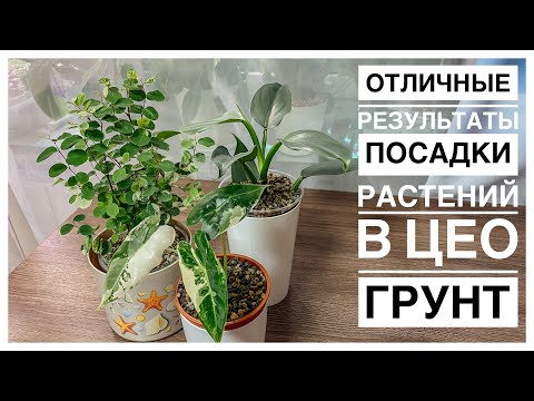 Видео: Результаты посадки растений в минеральный субстрат | новинки | 17.09.2023г.