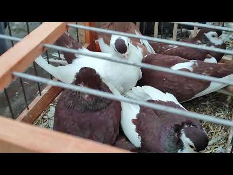 Видео: 2.11.2025г ст.Бронницы ч.1