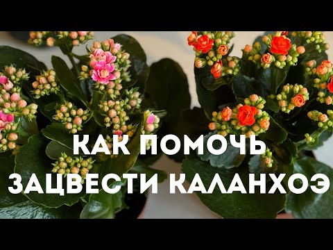 Видео: Каланхоэ- как добиться магазинного цветения дома .  Каланхоэ уход в домашних условиях#каланхоэ