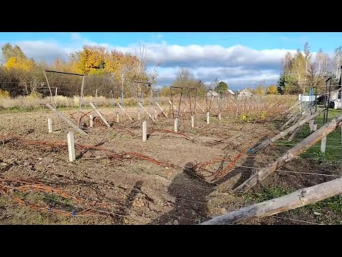 Видео: Виноградник осенью