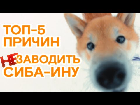 Видео: ✔ Сиба-ину: ПОЧЕМУ НЕ СТОИТ ЗАВОДИТЬ? Разоблачение