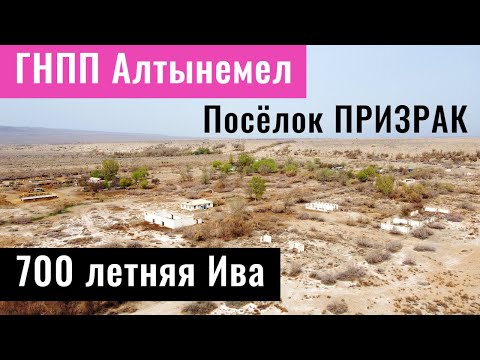 Видео: ГРП - месторождение урана и 700 летняя Ива, Алтынемел, Казахстан, 2022 год.