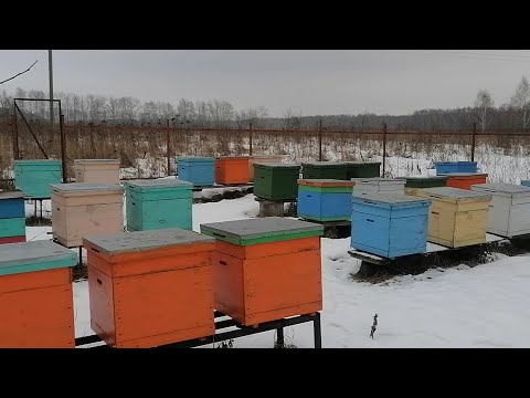 Видео: Зимовка пчёл 2023 Рязанская обл.