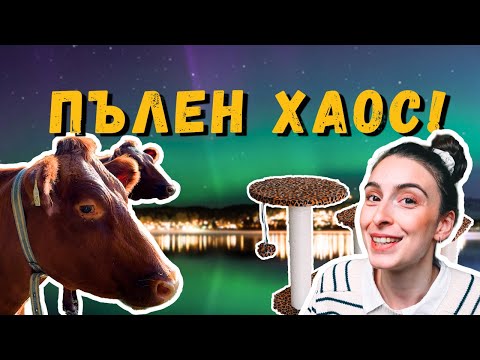 Видео: Евтинджос Покупки от Dollar Store | Видяхме Северното Сияние