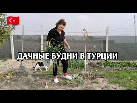 Видео: Дачные будни: на ужин перцы/выкапываю лук порей/сажаю/порей на заморозку/муж приехал,ужин