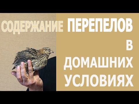 Видео: Содержание перепелов в домашних условиях на балконе в квартире. Мальковский Вадим.