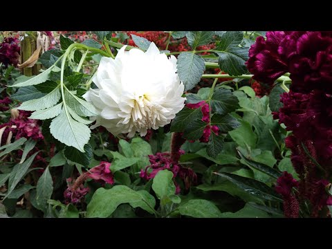 Видео: ХОВЛИМИЗДА  КУЗ 🌺🌺🌺🌸🌸🌸🌼🌼🌼🌳🌳🌳🌿🌿🌿🌻🌻🌻