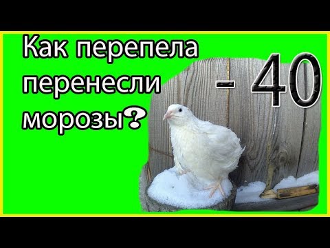 Видео: 🐥Как пережили морозы мои перепелки// Перепела  в 29 и 11 дней