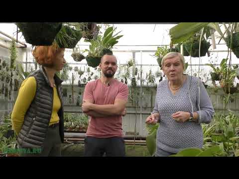 Видео: Pleurothallis - род орхидей, виды и сорта.