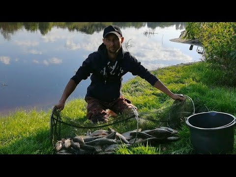 Видео: ДОБИРАЛСЯ ЧЕРЕЗ ДУБ. СЕКРЕТ ЛОВЛИ ПОДУСТА НА РЕКЕ