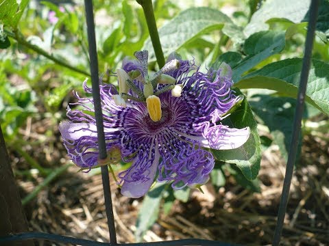 Видео: маракуя Северная . Цветение. blooms passion fruit