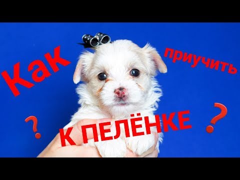 Видео: Как приучить щенка к пеленке / Питомник йоркширских терьеров / Щенок йорка