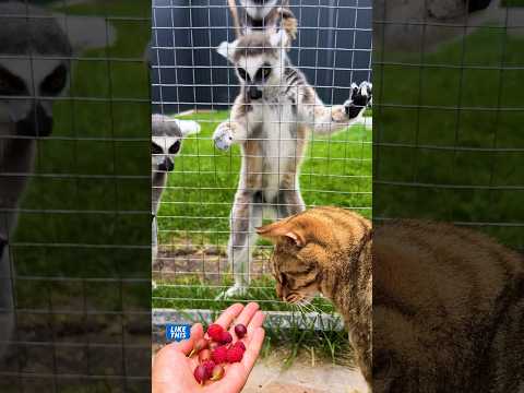 Видео: Лакомство для лемуров и неукротимая Кейс 😹