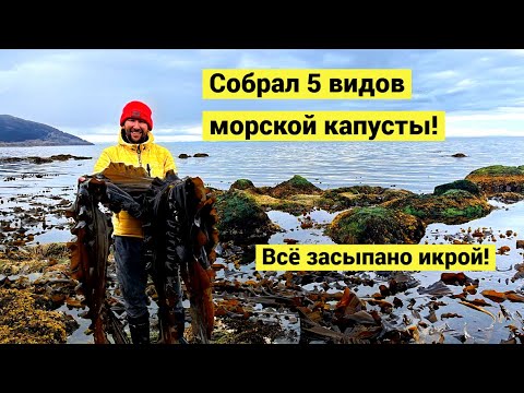 Видео: Очень большой отлив! Всё засыпано икрой!