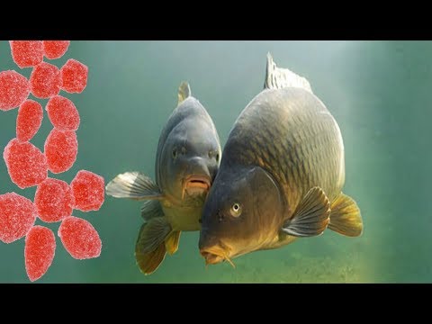 Видео: Уловистая насадка для ловли осеннего карпа и крупного карася.