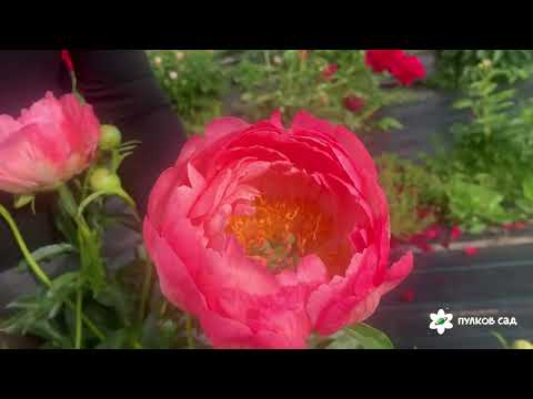 Видео: Популярные коралловые пионы: Pink Hawaiian Coral, Coral charm, Coral sunset